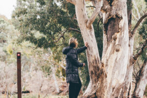 RIVER TORRENS/KARRAWIRRA PARI (RED GUM FOREST RIVER)