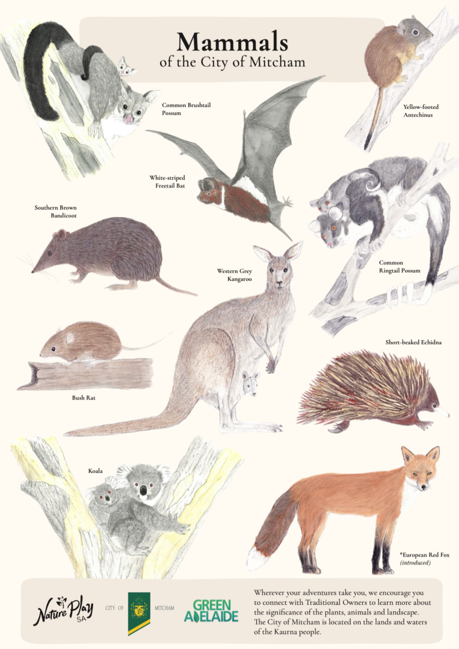 Mammals of the City of Mitcham