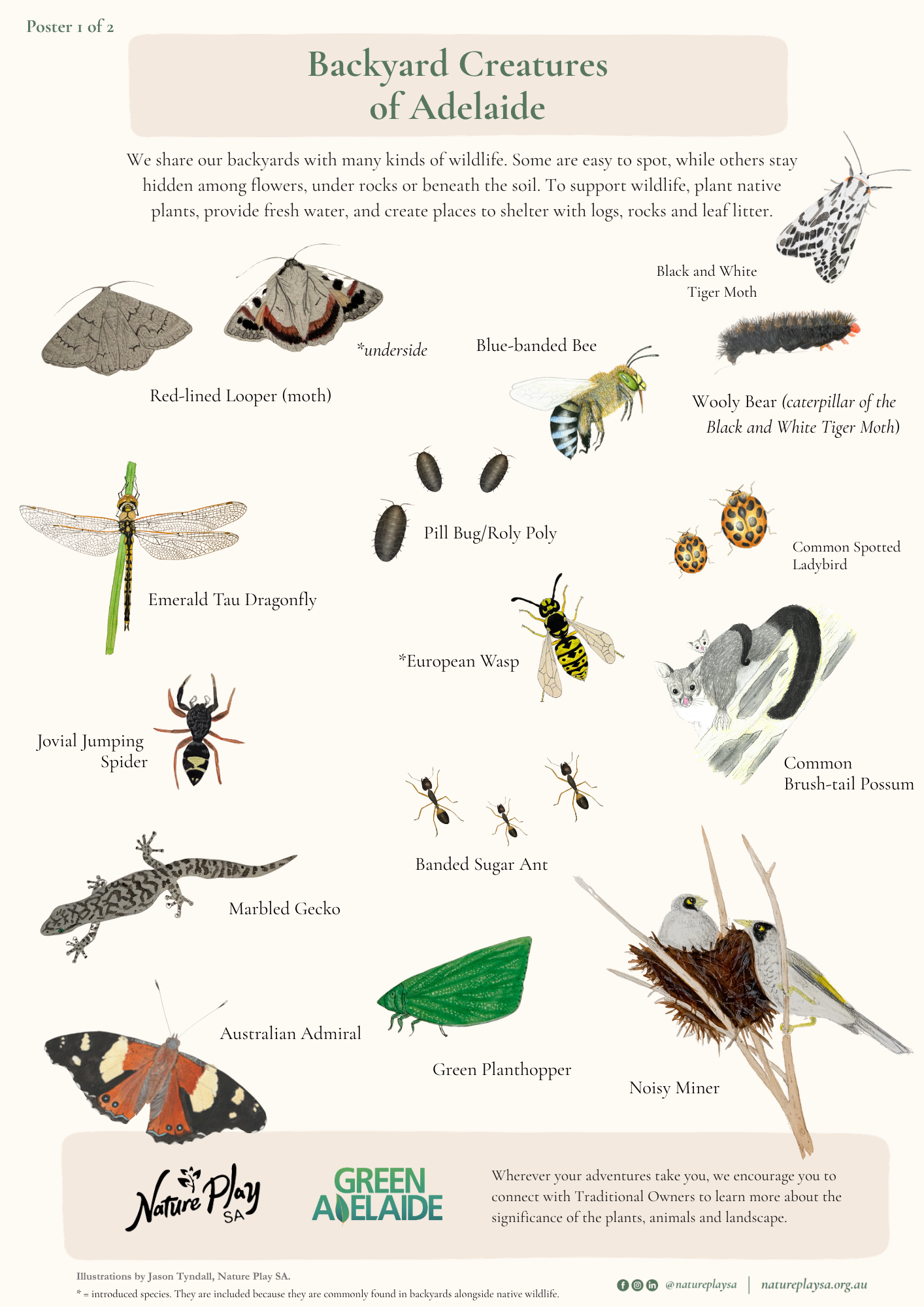 Backyard Creatures of Adelaide