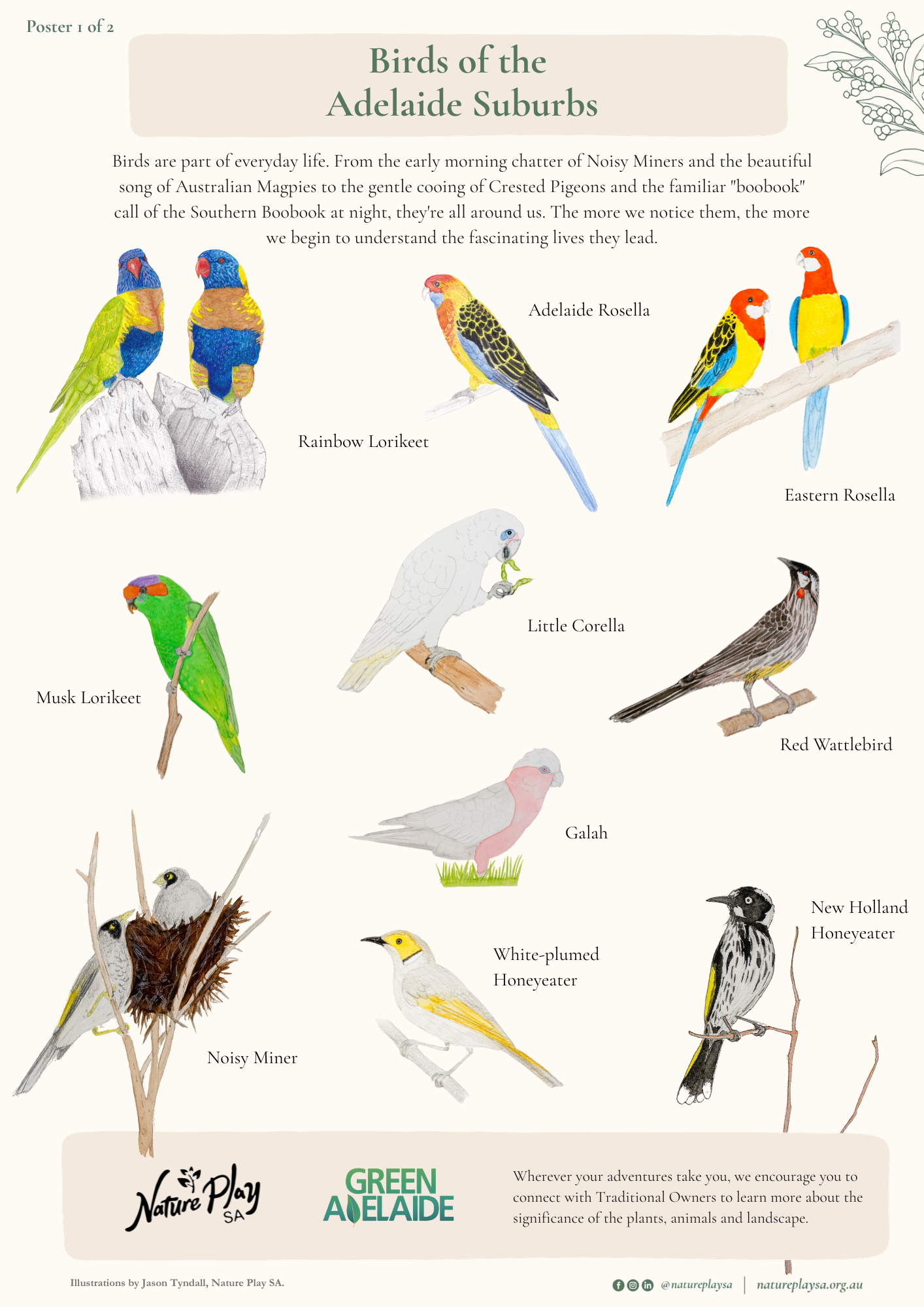 Birds of the Adelaide Suburbs