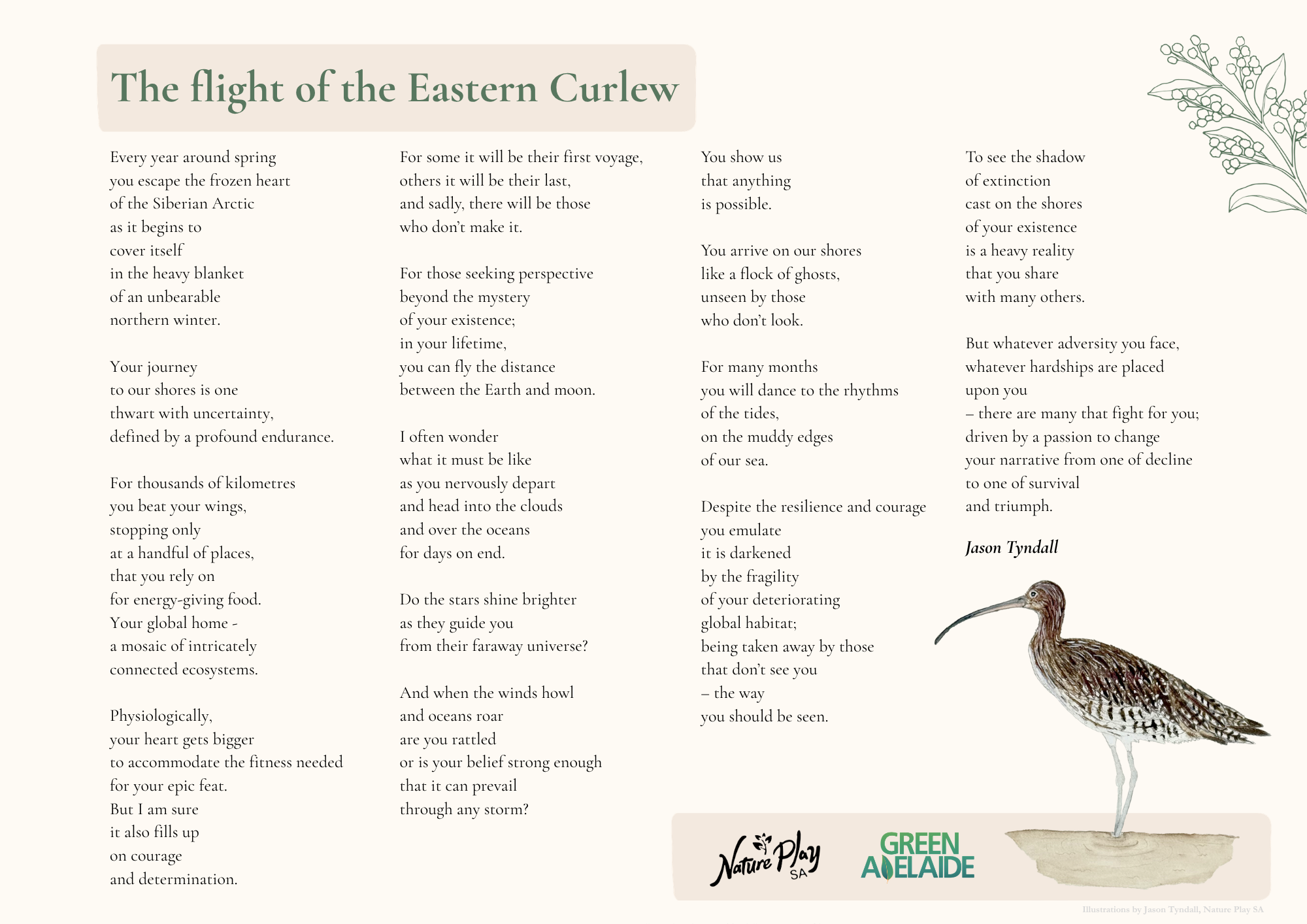 The flight of the Eastern Curlew