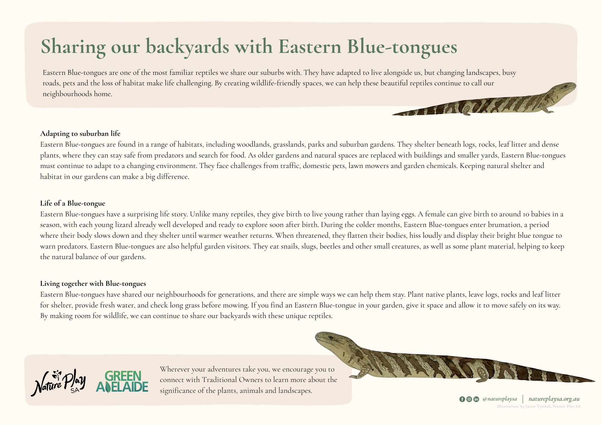 Sharing our backyards with Eastern Blue-tongues